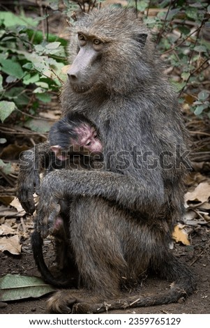 Portrait of a baby baboon (papio cynocephalus) with his mother in Manyara National Park, Tanzania.