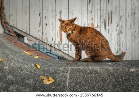 Red Chausie Cat with Collar Royalty-Free Stock Photo #2359766145