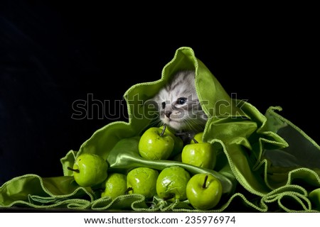 Maine coon kitten     Save to a Lightbox ?              Find Similar Images     Share ?      Maine Coon kitten with flowers 