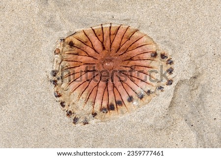 picture of a jellyfish lying on the sand of a beach