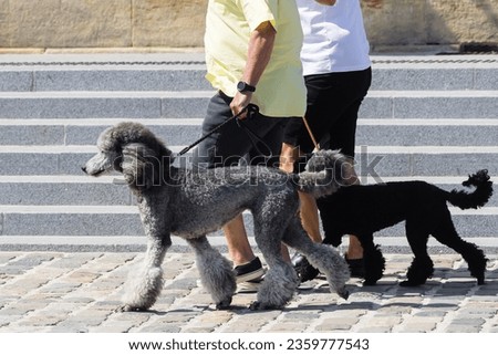 picture of a couple wjp walks with two poodle dogs on a sidewalk