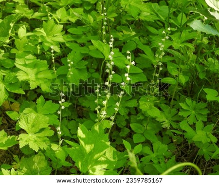 Mitella diphylla (Two-leaf Miterwort) Native Woodland Wildflower of North America