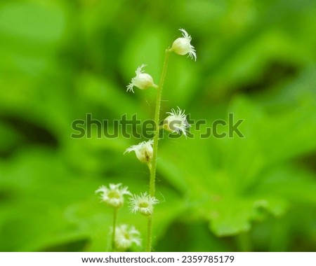 Mitella diphylla (Two-leaf Miterwort) Native Woodland Wildflower of North America