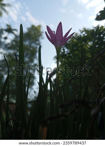 flower silhouette image taken in the morning