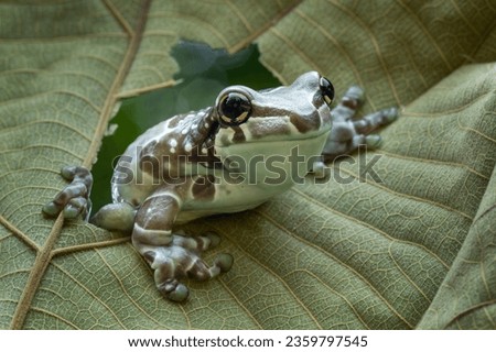The Amazon Milk Frog (Trachycephalus resinifictrix) or Blue Milk Frog on a leaf. Royalty-Free Stock Photo #2359797545