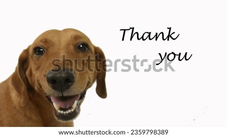 Dog and thank you lettering isolated on white