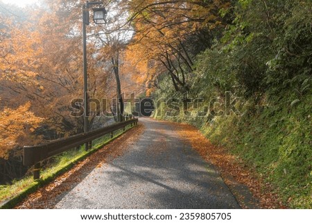 Morning view with warm sunshine of the walkway in Autumn in Yoshinoyama, Nara, Kansai, Japan. Falling red leaves on the walkway.