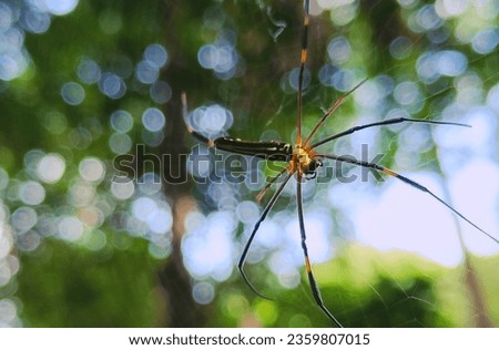 landscape picture of wild spider 