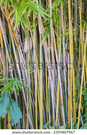 Photography of a bamboo patch than can be use for background texture or screen saver.