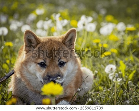 Close-up Portrait of beautiful and happy red shiba inu puppy in the green grass, small dog. Dogecoin. Red-haired Japanese dog with smile. Dandelions, daisies in the background. High quality photo. 