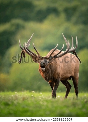 Bull Moose images photos pictures.Beautiful bull images.Antelope pictures images photos.Amazing Nature photos.