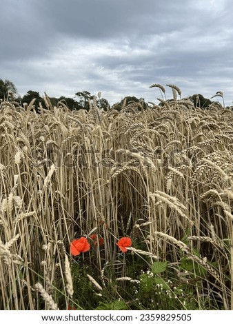 Fields in Normandie, french landscape, wild flowers, poppies