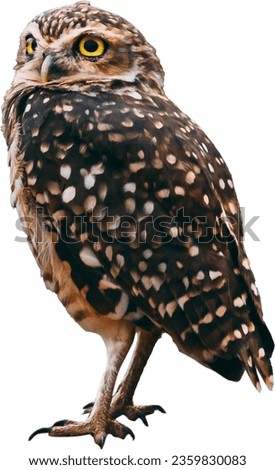 owl - hunter owl - eagle owl - wild life - animal