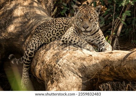 American jaguar on the hunt. Wild nature in the Pantanal.