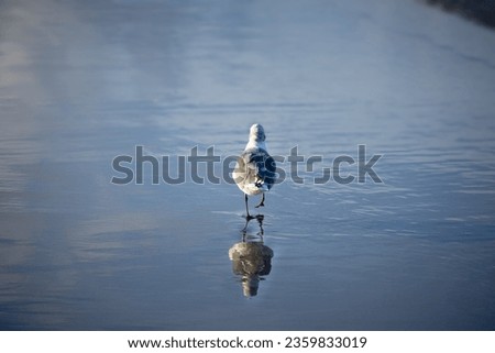 A seagull standing on the shore of the Gulf of Mexico.