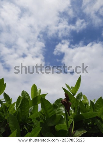 Fresh green leaves with blue sky full of white clouds.