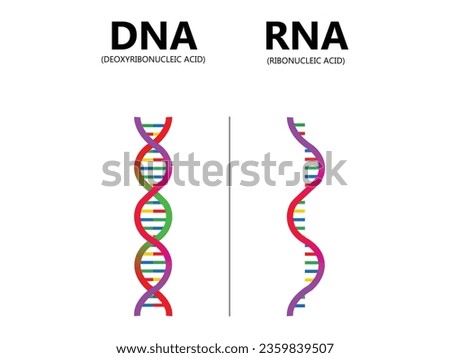 DNA vs. RNA vector illustration. Educational genetic acid explanation diagram. Nucleobase structure labeled scheme. Ribonucleic and deoxyribonucleic molecule helix chain differences comparison.