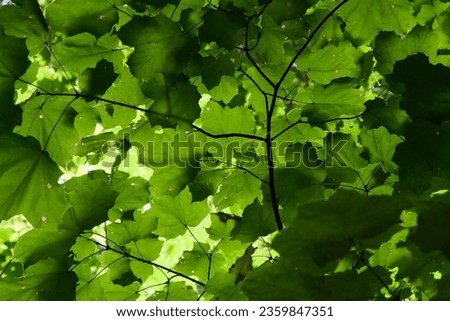 looking up from below at a green leaf canopy with sun shining through on a bright autumn day Royalty-Free Stock Photo #2359847351