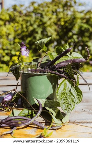 Purple string beans in a mug. Purple bean pods in a green mug on a wooden table. Selective focus.