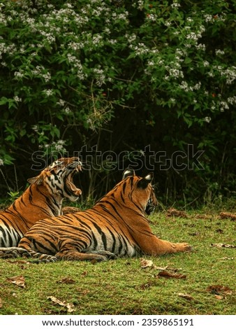 Royal Bengal Tigers images photos pictures.Beautiful Tiger couple images.Tigers roaring pictures.Tiger Wildlife pictures photos.