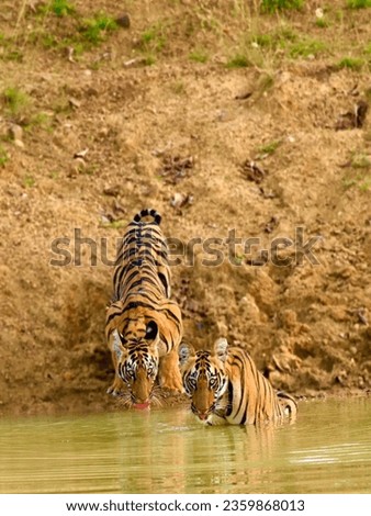 Tigers drinking water images photos pictures.Beautiful couple pictures of Tigers.Royal Bengal Tigers Wildlife pictures images photos.