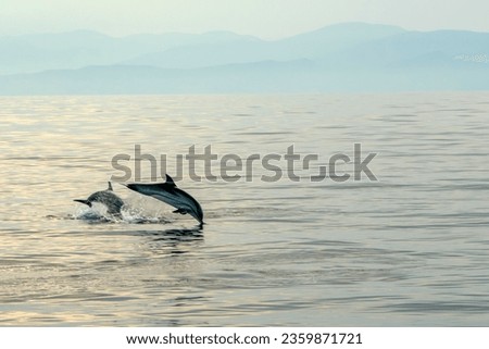 A striped dolphins jumping wild and free striped dolphin, Stenella coeruleoalba, in the coast of Genoa, Ligurian Sea, Italy at sunset Royalty-Free Stock Photo #2359871721