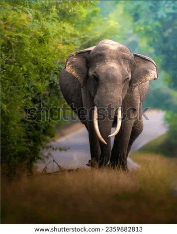 Beautiful Elephant walking images photos pictures.Elephant Wildlife pictures images.Elephant images pictures.African National Safari Park picture. 