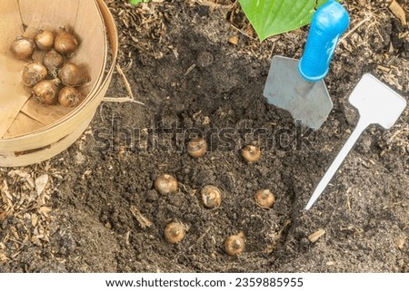 Planting snowdrop or galanthus bulbs in the garden in autumn or summer. Bulbs Galanthus plicatus or Snowdrop plicatus next to  garden shovel and  garden sign.