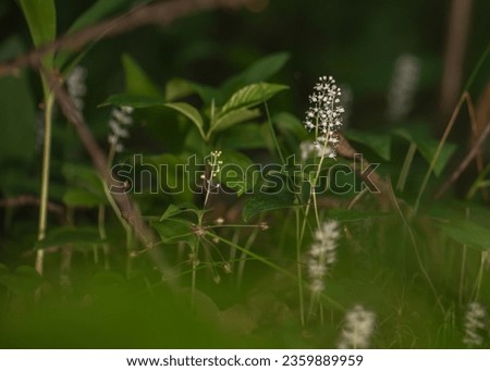 Maianthemum bifolium or false lily of the valley or May lily is often a localized common rhizomatous flowering plant. Growing in the forest. Royalty-Free Stock Photo #2359889959