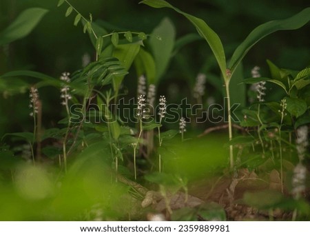 Maianthemum bifolium or false lily of the valley or May lily is often a localized common rhizomatous flowering plant. Growing in the forest. Royalty-Free Stock Photo #2359889981