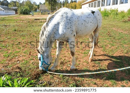 A beautiful strong horse of a light color grazes on a farm, a warm sunny day, a horse breed, gray spots on a light skin, large hooves, a long tail, stables in the farm yard, a spotted stallion