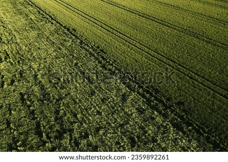 Aerial shot of cultivated wheat crops field damaged by summer storm showers and winds, drone pov high angle view