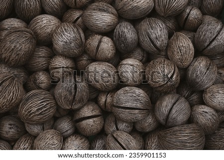 Buddha palm bulbs on the market in Amsterdam Netherlands Royalty-Free Stock Photo #2359901153