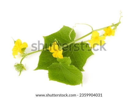 Сucumber leaves with flowers on white background