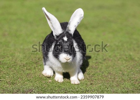European rabbit, Common rabbit, Bunny, Oryctolagus cuniculus sitting on a meadow