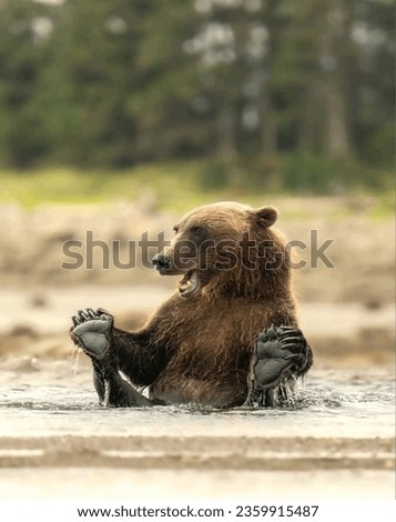 Bear images.Black bear sitting images photos pictures.Brown Bear wildlife pictures images photos.Beautiful nature images.