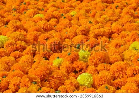 Marigold Flowers. Yellow Inca Marigold. Tagetes is a genus of 50 species of annual or perennials