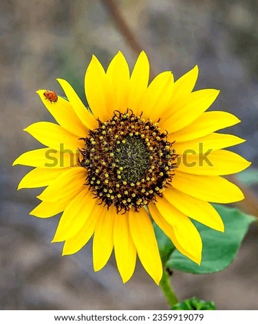 Sunflower pictures images.Most beautiful sunflower images photos pictures.Beautiful nature with sunflower pictures.Amazing scenic beauty of sunflower pictures images.