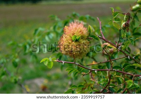 Close up photo of a Bedeguar gall on a wild tree. Caused by the gall wasp Diplolepsis rosae. Royalty-Free Stock Photo #2359919757
