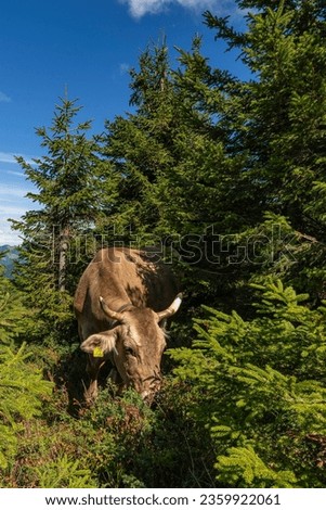 Free-ranging cow on the meadow between fir trees and on the path side  in the Bregenzerwald. cows and cattle roam freely on the alp. Alpine three-stage farming in practice