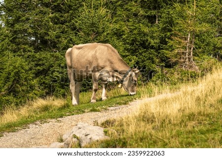 Free-ranging cow on the meadow between fir trees and on the path side  in the Bregenzerwald. cows and cattle roam freely on the alp. Alpine three-stage farming in practice