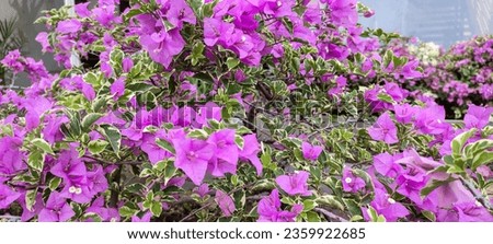 Purple bougainvillea flowers blooming on branch of green leaves. Flower background concept