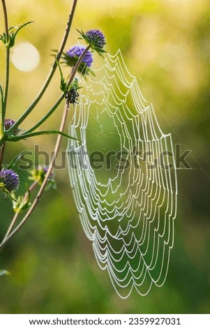 spider web and wild plant nature scene close up photography with blurry bokeh background view vertical format picture