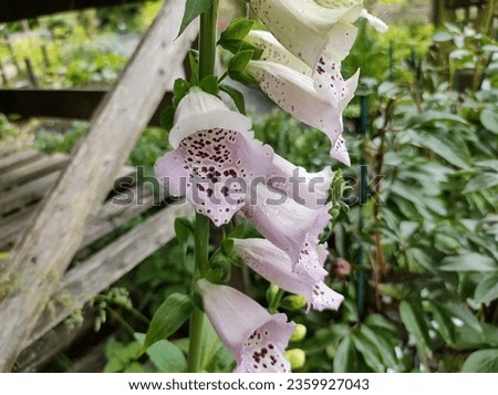 Close-up of pale pink-lilac flowers with speckled throats of Foxglove Digitalis purpurea 'Camelot Lavender' Royalty-Free Stock Photo #2359927043