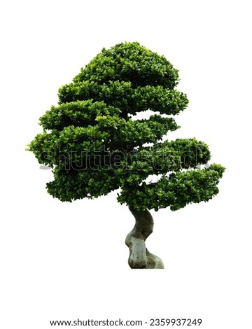 tree bending isolated on white background whit clipping path. Royalty-Free Stock Photo #2359937249