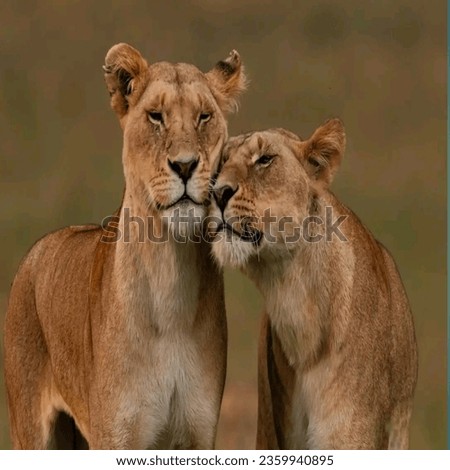 Lions images photos pictures.Beautiful Lion couple romantic images photos.Lion wildlife nature images photos.African Safari Park wild picture.