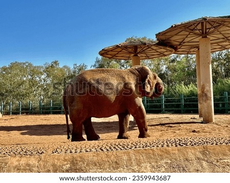 African elephant walking in zoological garden of rabat Morocco. National zoo rabat.