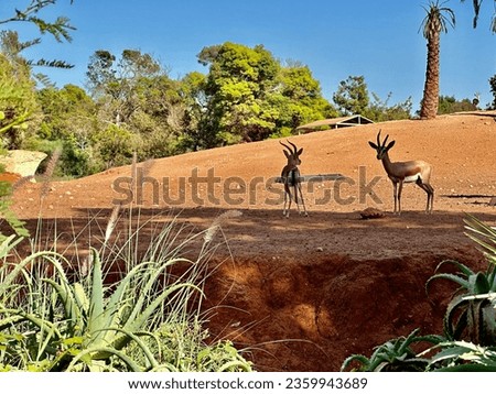 Gazelle dama, Nanger dama in zoological garden of Rabat Morocco.