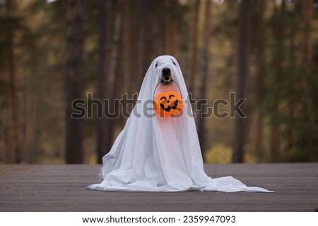 A dog in a ghost costume for Halloween. A golden retriever sits in a fall park holding a pumpkin-shaped candy bucket in his teeth for the holiday. Royalty-Free Stock Photo #2359947093