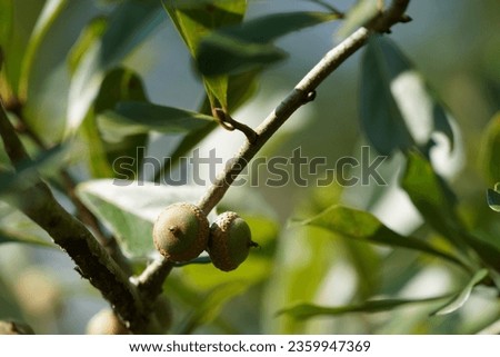 water oak or uercus nigra